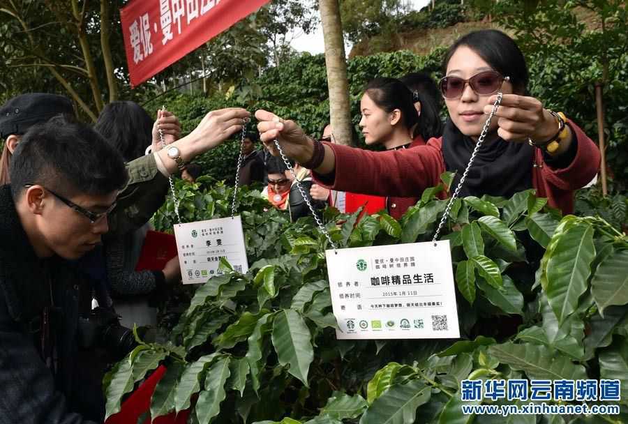 几位咖啡爱好者在曼中田雨林咖啡园为他们认领的咖啡树挂牌