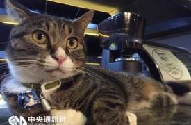 台湾流浪猫成“咖啡店长” 萌样惹人爱