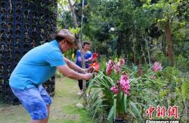 侨乡海南兴隆热带花园穿暖花开 满园咖啡飘香