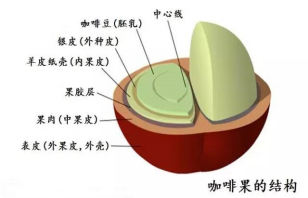 咖啡果结构