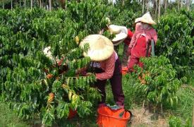 台湾咖啡评监仿SCAA？专家：更需种出好咖啡果